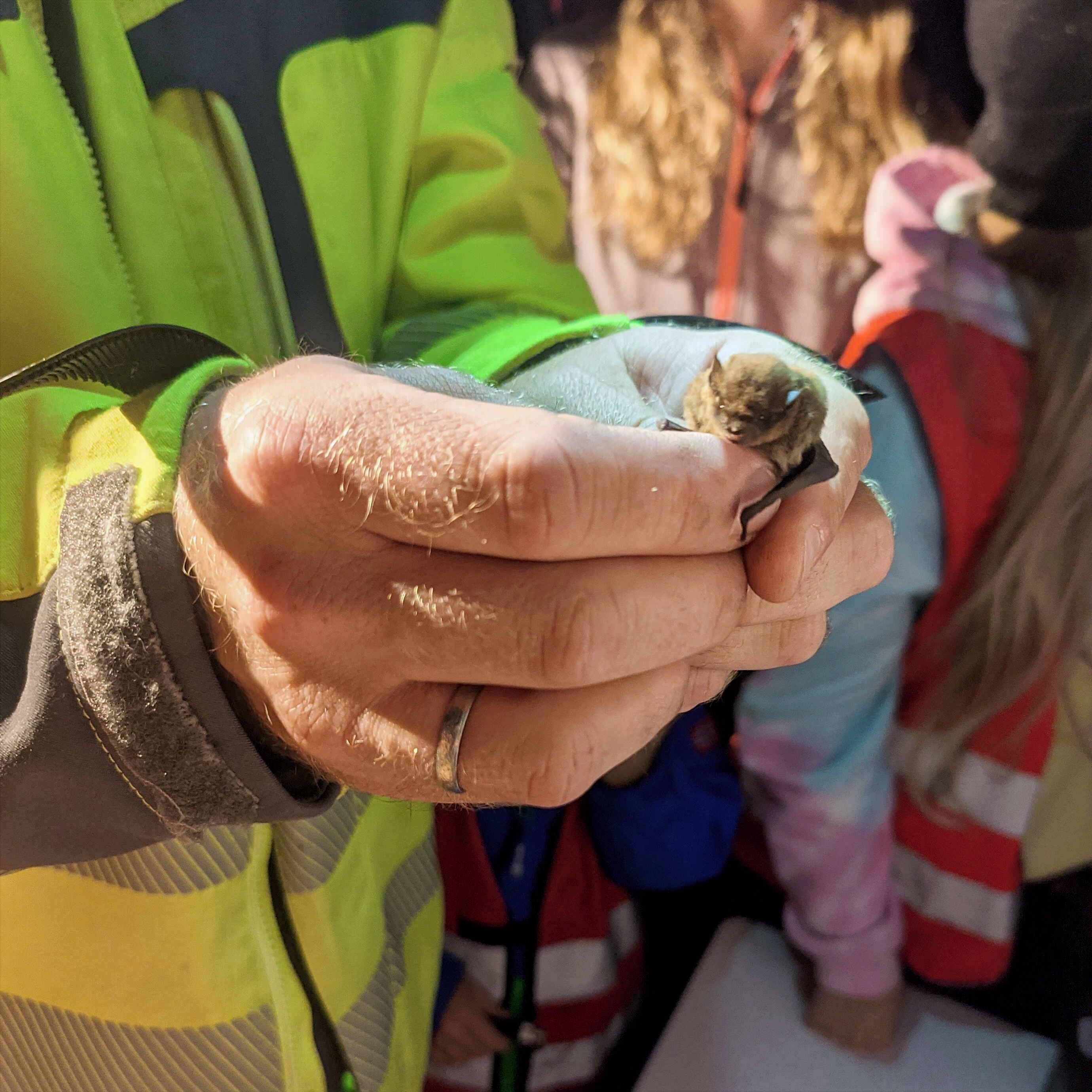 Erfassung einer Zwergfledermaus - Foto: Jonas Liebelt