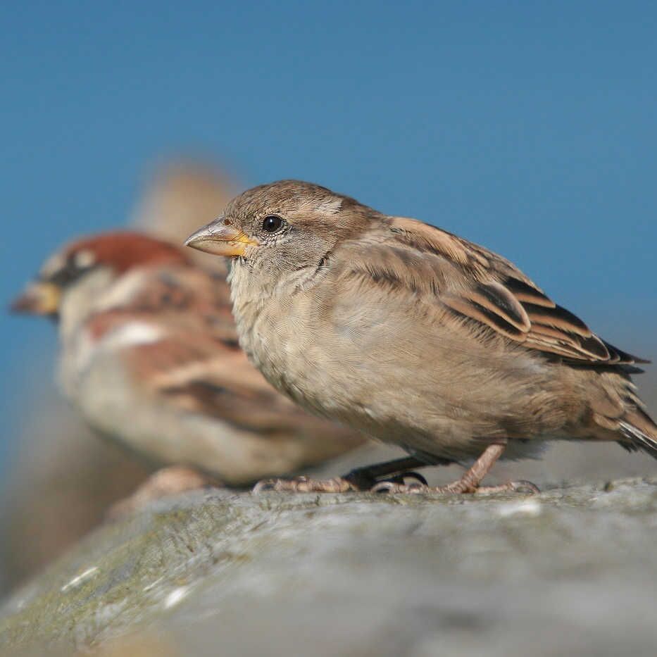 Haussperling - Foto: Christoph Moning