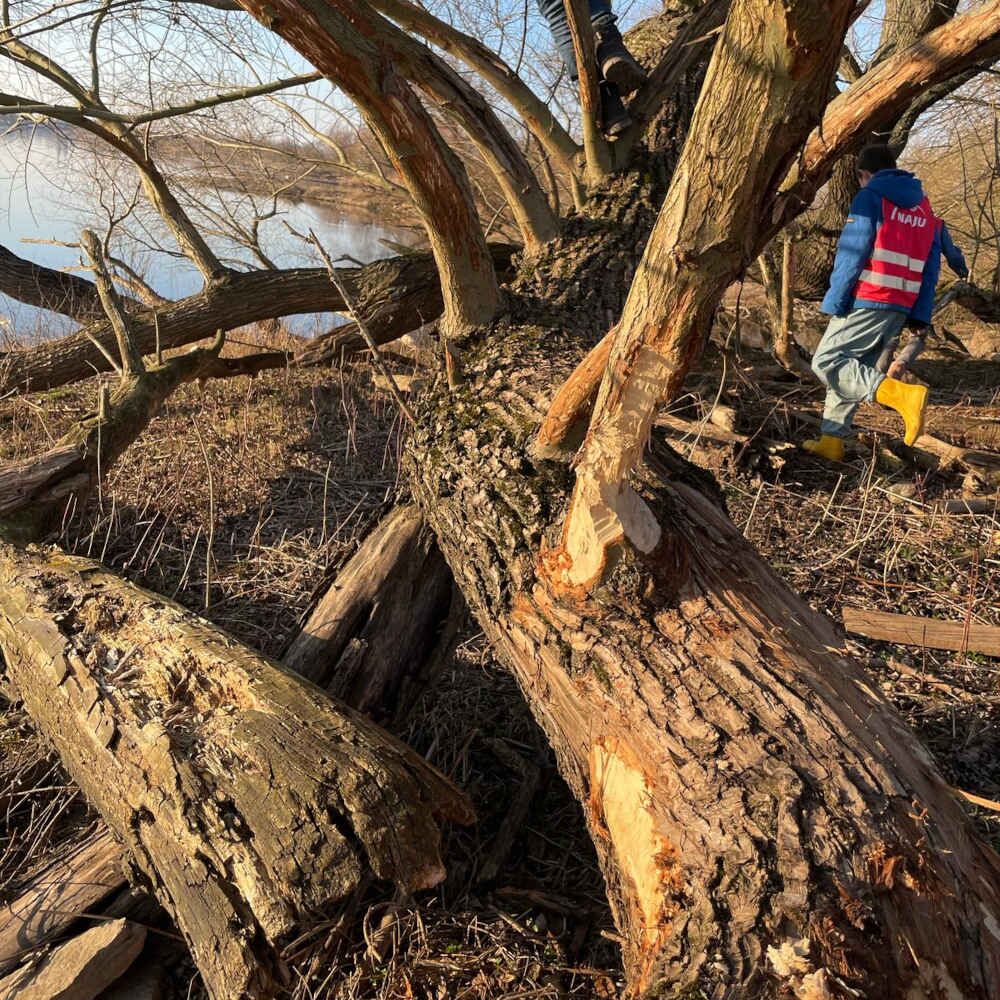 Biberspurensuche an der alten Elbe - Foto: NAJU/Julia Münker