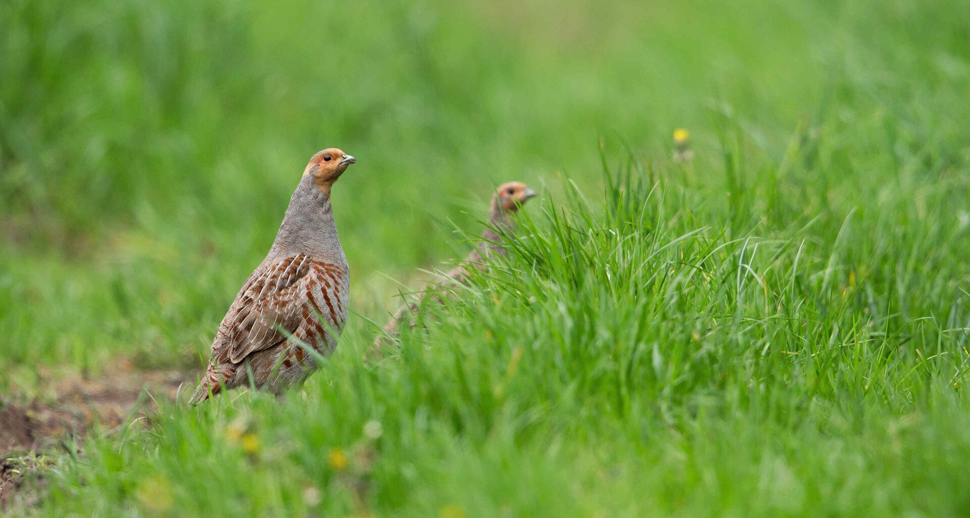 Rebhuhn (Vogel des Jahres 2026)