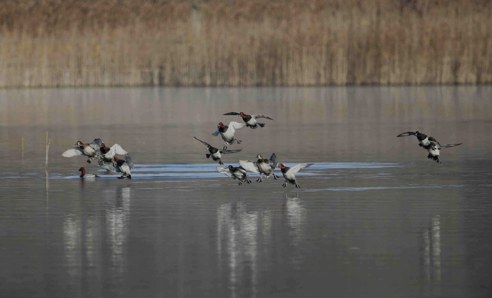 Tafelenten im Landeanflug