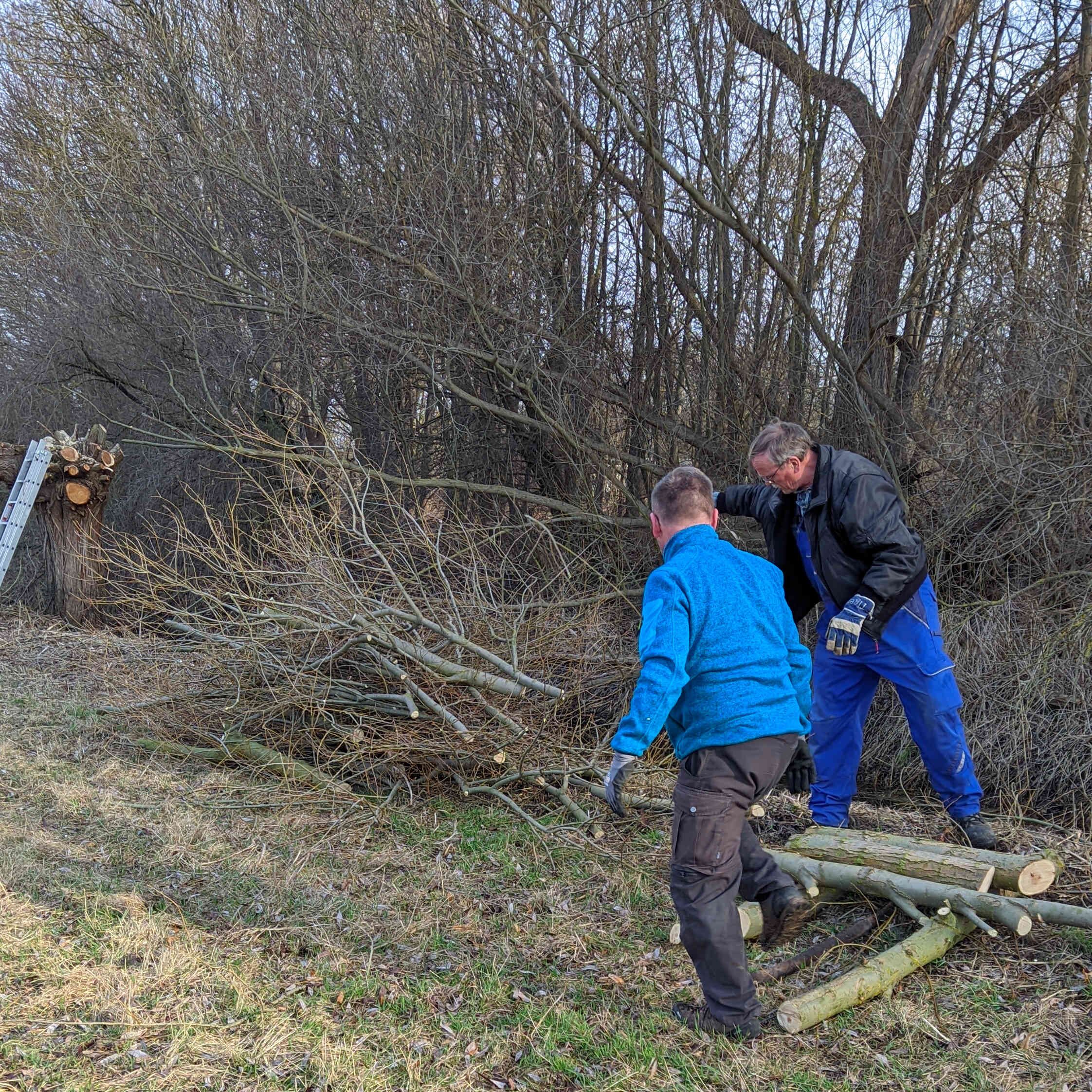 Kopfweidenpflege an der Schrote