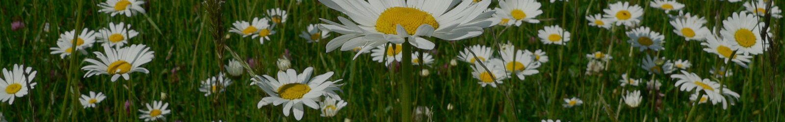 Margeritenwiese