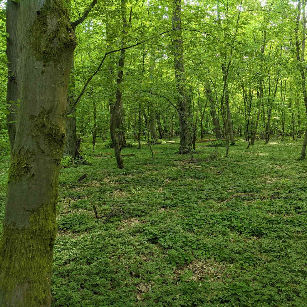 Colbitzer Lindenwald - Foto: NABU/Jonas Liebelt