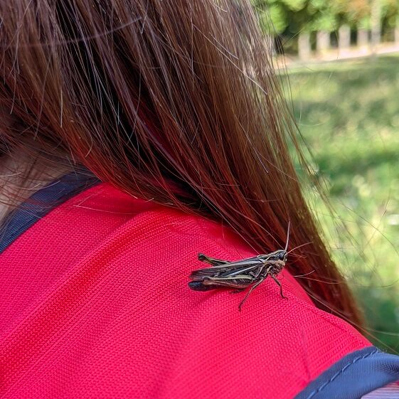 Grashüpfer auf NAJU-Weste - Foto: NAJU/Grit Liebelt