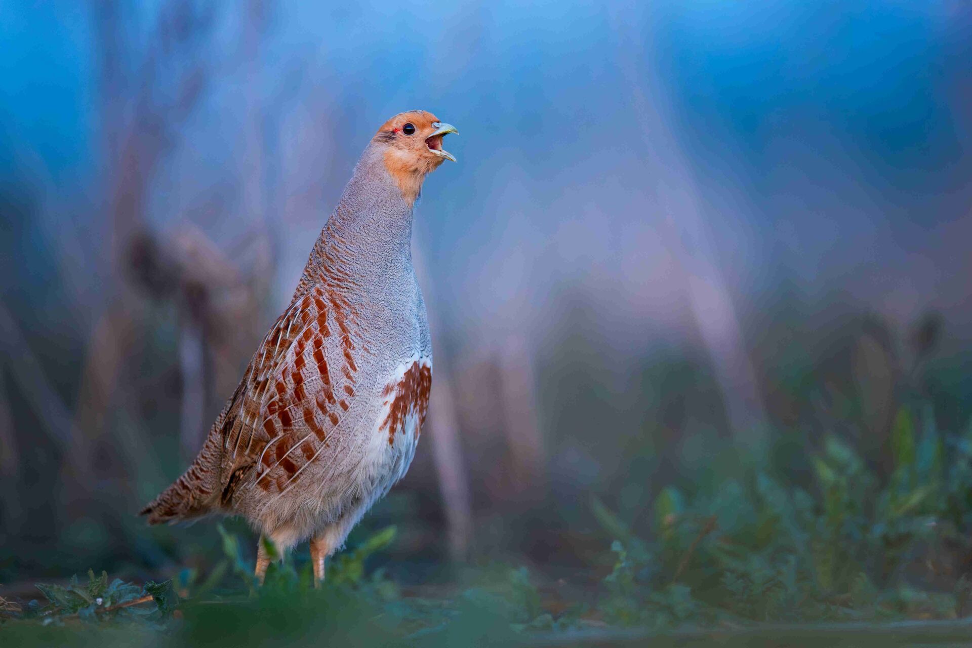 Rebhuhn (Vogel des Jahres 2026)